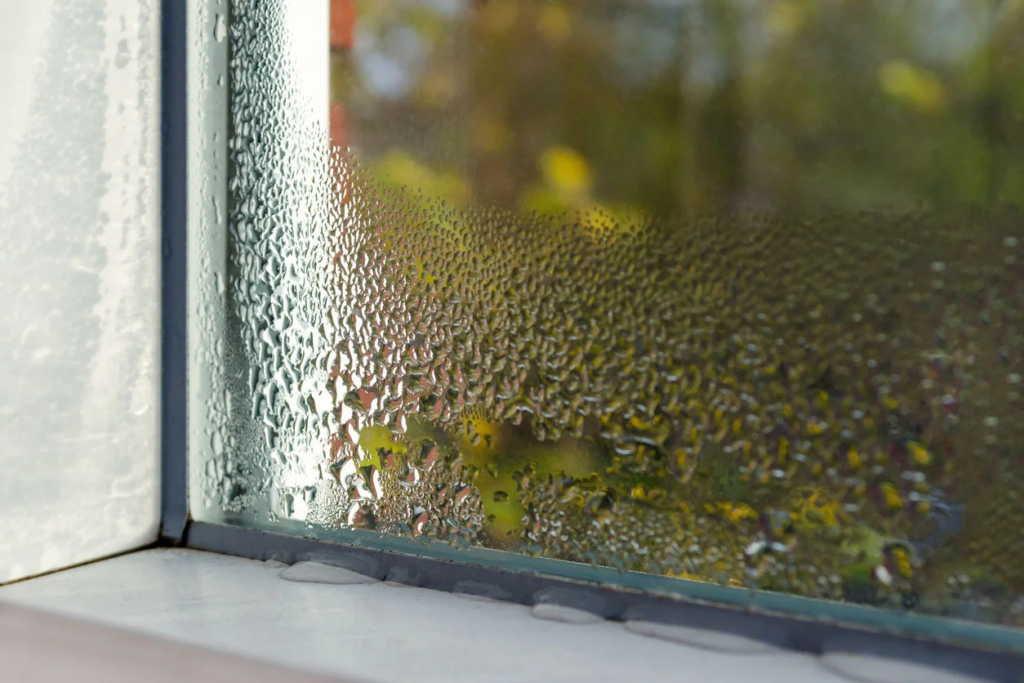 Termite Removal: Why You Need Professional Help in Sydney