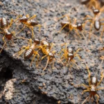 Termite Removal: Why You Need Professional Help in Sydney