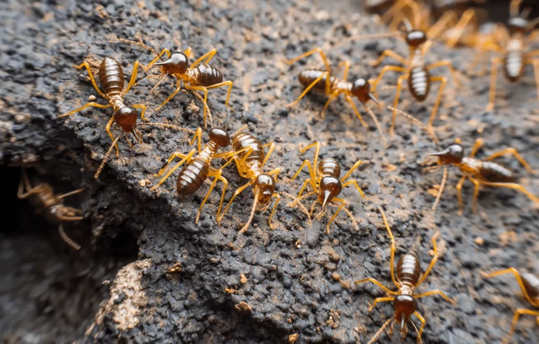 Termite Removal: Why You Need Professional Help in Sydney
