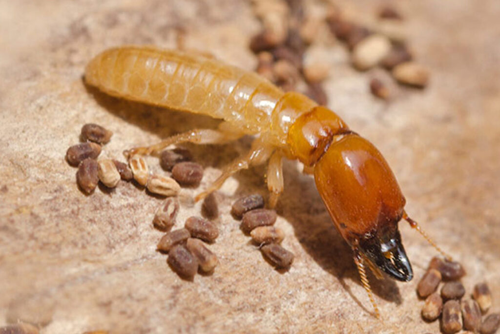 Termite Removal: Why You Need Professional Help in Sydney