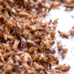 Affordable Pest Control Sydney: Effective Solutions at Competitive Prices