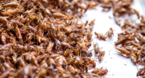 Affordable Pest Control Sydney: Effective Solutions at Competitive Prices