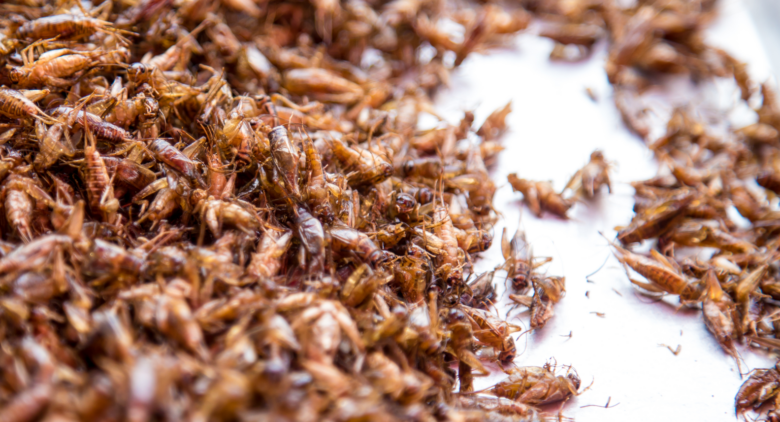 Affordable Pest Control Sydney: Effective Solutions at Competitive Prices