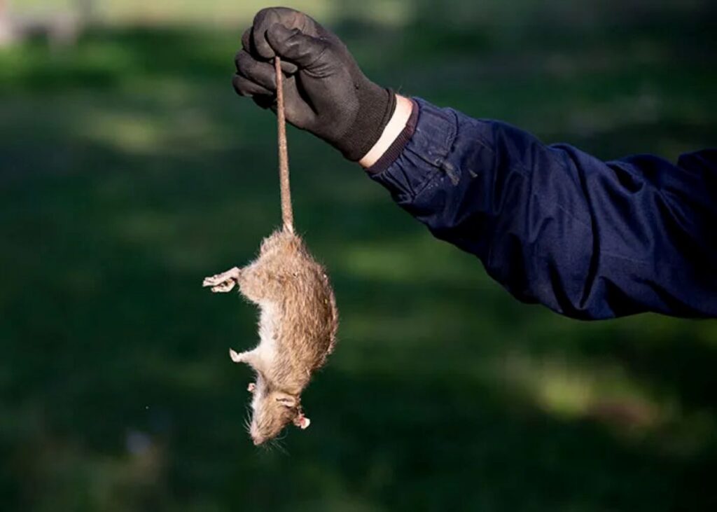rat pest control Sydney