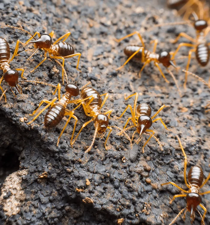 Termite Removal: Why You Need Professional Help in Sydney