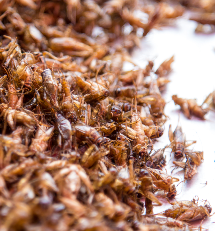 Affordable Pest Control Sydney: Effective Solutions at Competitive Prices